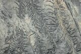 Pennsylvanian Fossil (Lepidodendron) Plate - Pennsylvania #246356-1